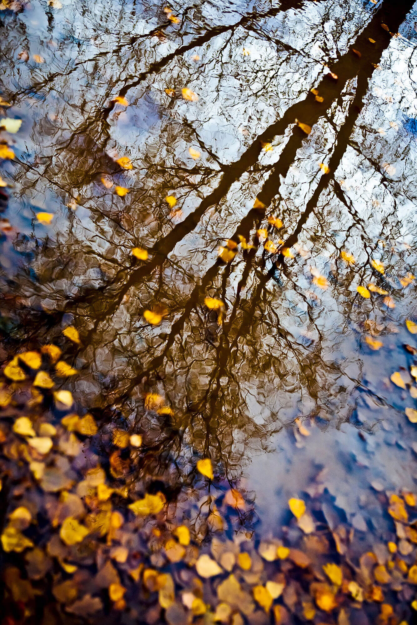 Листья в воде