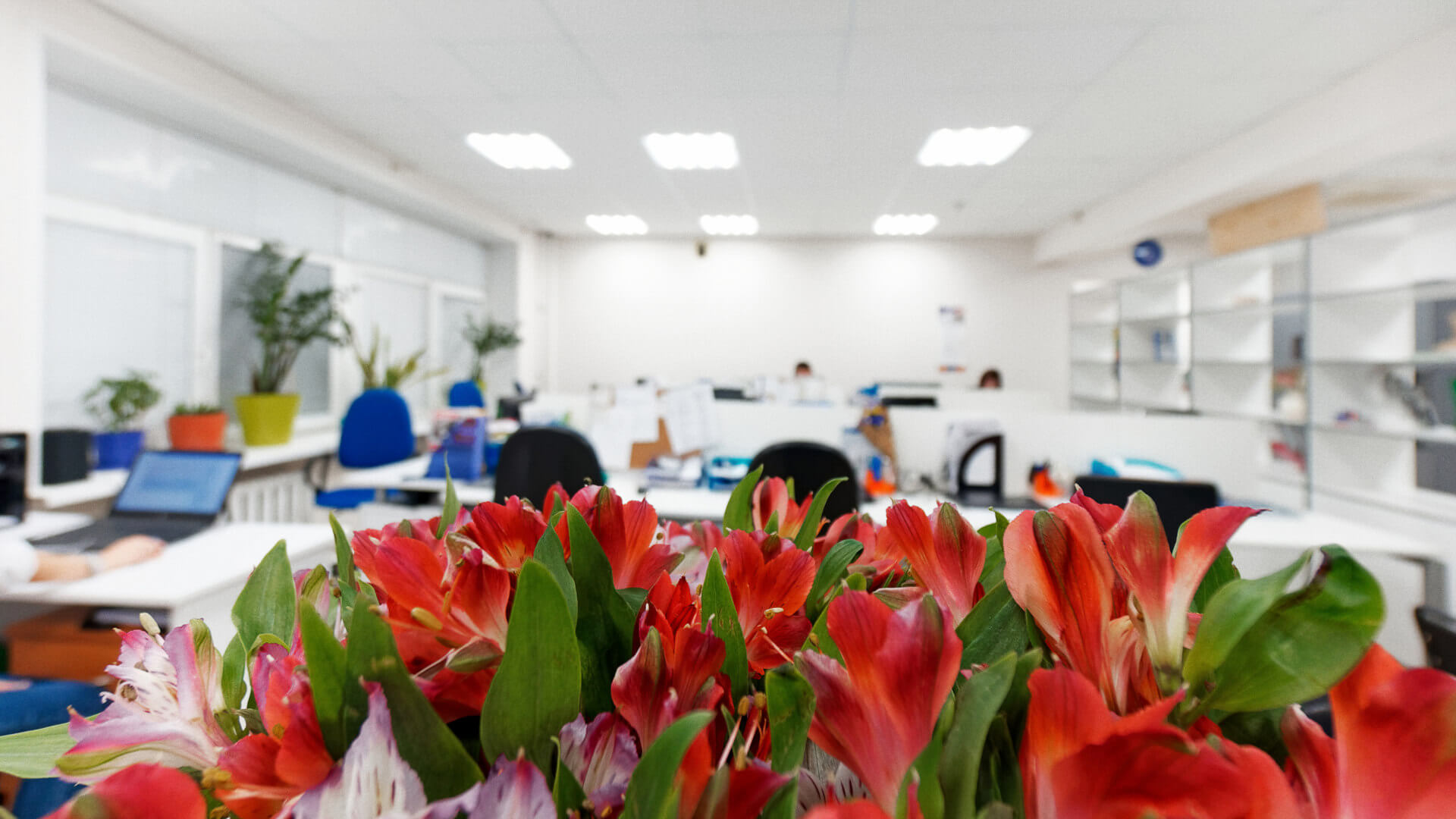 Интерьер офиса через цветы - подойдёт для оформления корпоративных открыток 