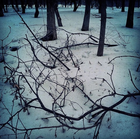 Ветки. Снег. Деревья