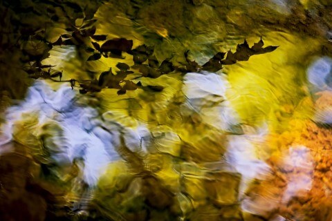 Листья. Отражение. Вода